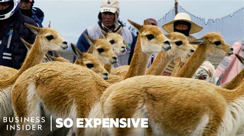 why are vicunas so valuable